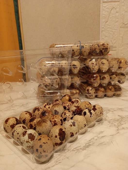 Prepelițe Polare/Jumbo Gold