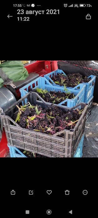 Сироп от Черен БЪЗ /бъзак/ реколта 2025г