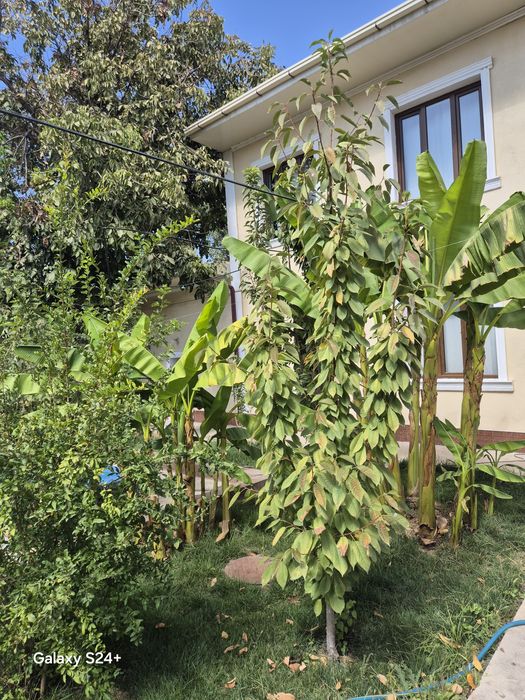 Олтин тепада уй сотилади.Победа.