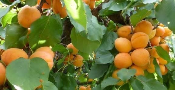 Pomi Fructiferi Străvechi Glia Strămoșească (Soiuri De Cais )