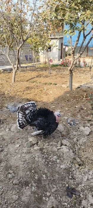 Kurka sotiladi 6 oyli.