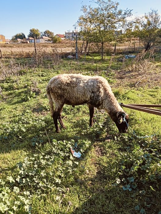 Berbec rasa carabașă