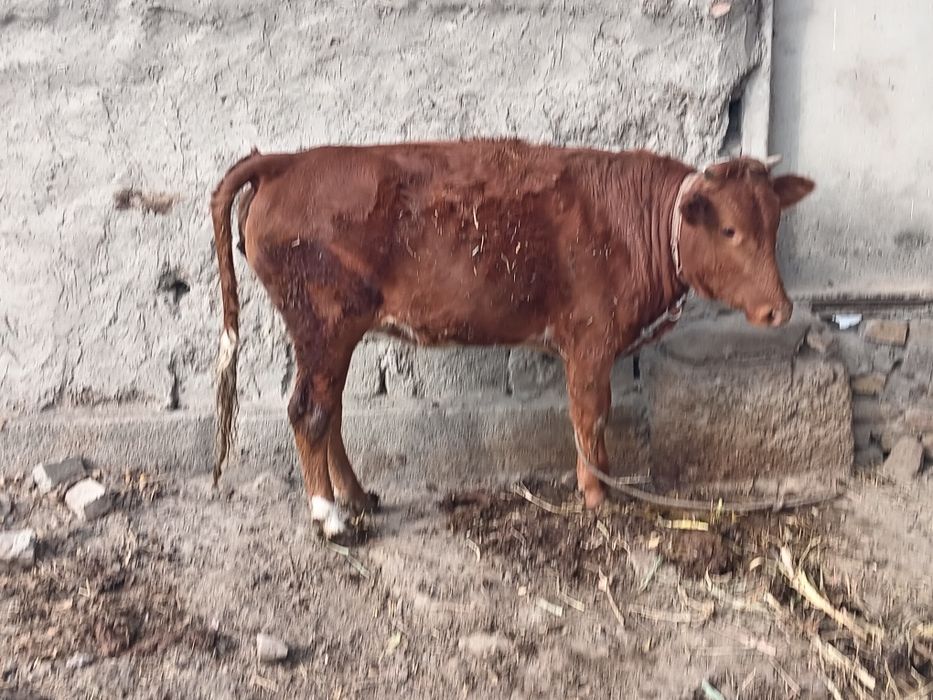 Сотилади сохлом!