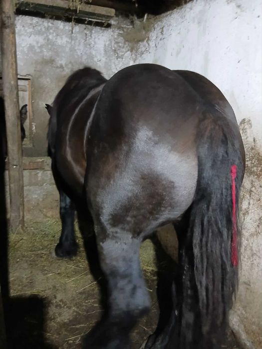 Manza de 3 ani gestanta