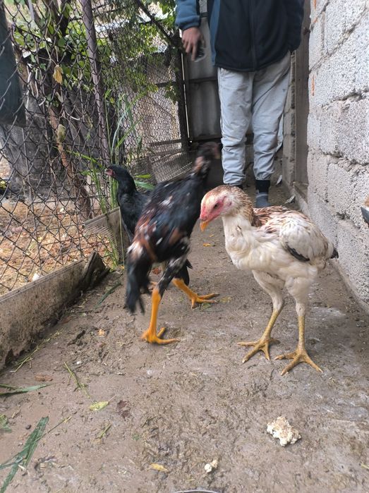 Тауык дакан  4 айлық Шымкент тек түр  келісеміз