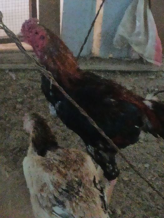 Dakan xoʻroz va makoyon lar sotiladi