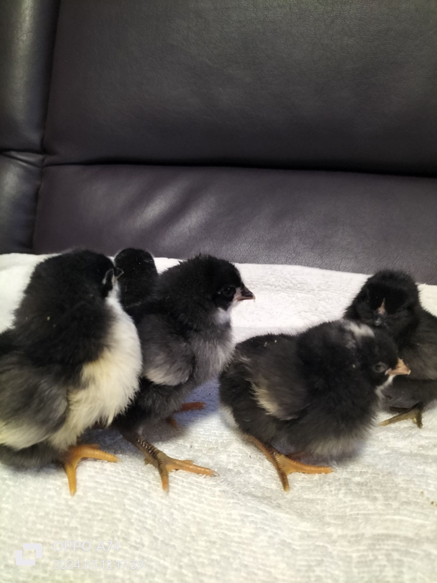 Puisori Australorp