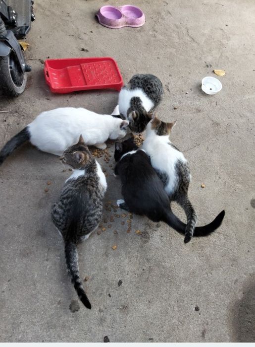 Donez pisicute varsta 3 luni