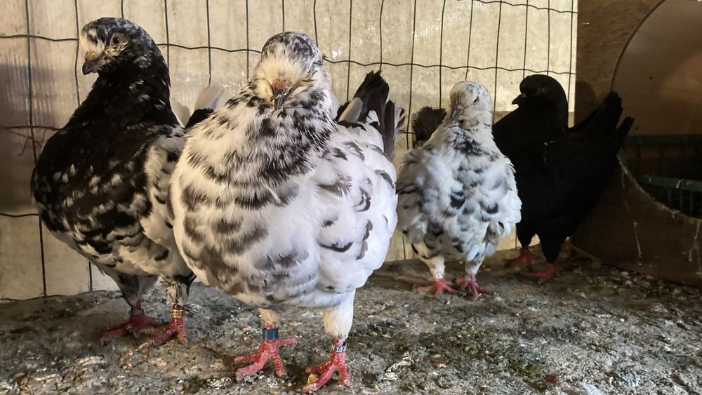 King pestrit negru