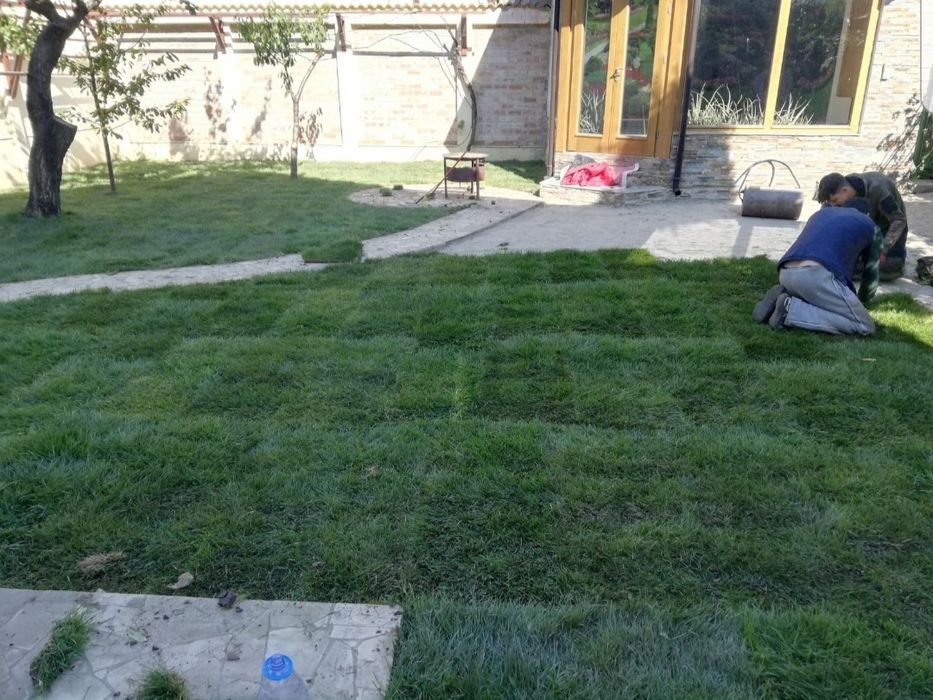 Gazon rulou sport/ tuia Smaragd/ asiguram transport și montaj