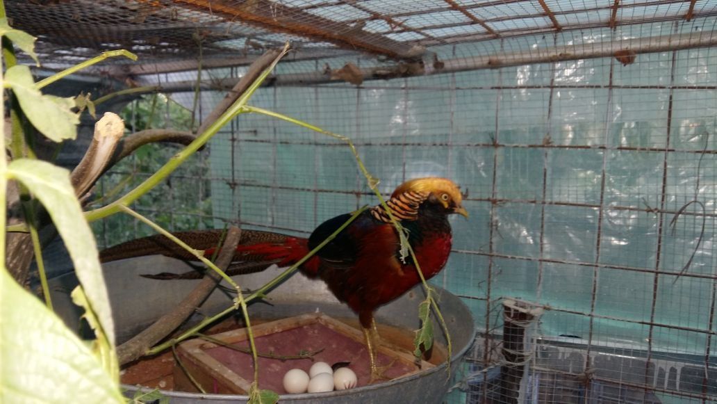 Продам инкубационный яйцо фазанов