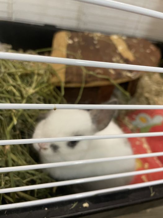 Декоративен заек