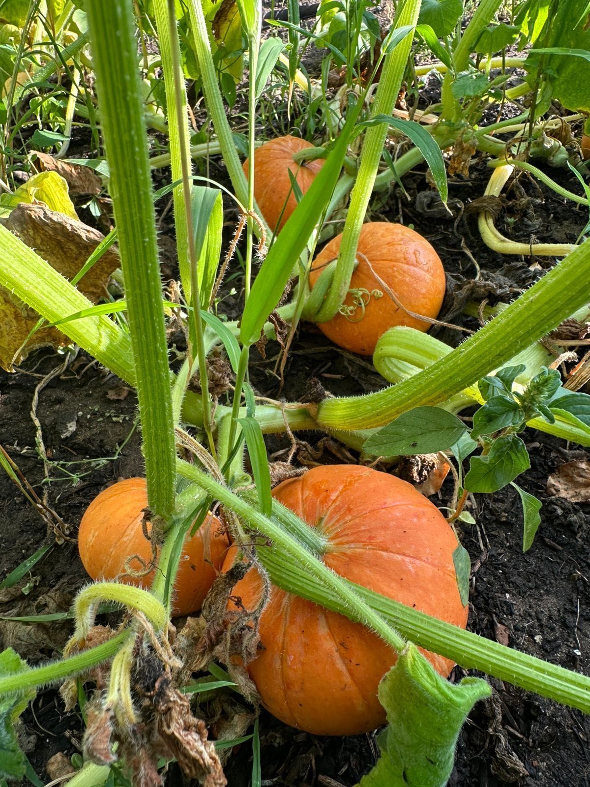Продам дачу с домом и с баней