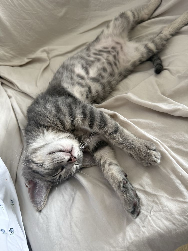 Подарява се коте