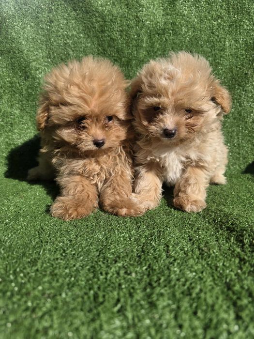 Малтипу момчета/