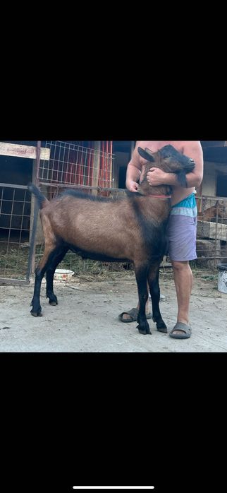 Țap alpin francez , 2 ani