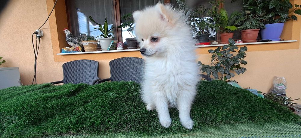 Померанчета  тип топ