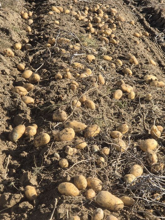 Vând cartofi  consum calibru mare