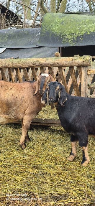 Vand 7 capre si 2 tapi