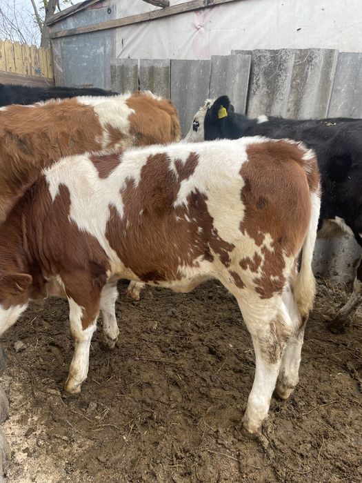 Vitele de rasa sunatiii