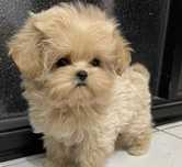 Maltipoo teacup