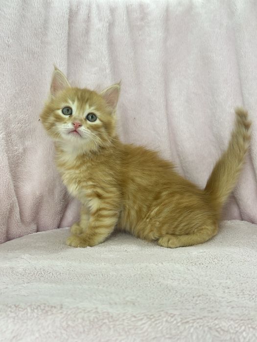 Сибирские котята