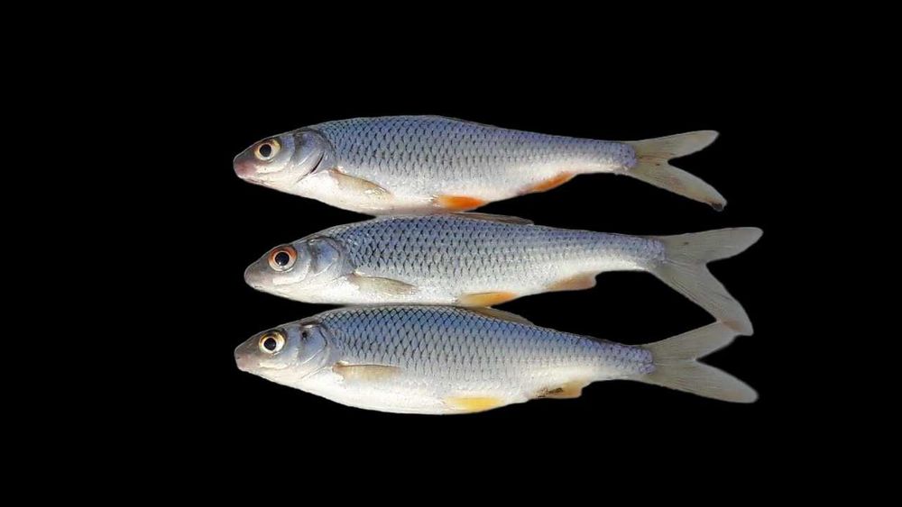 Чебак живой малёк