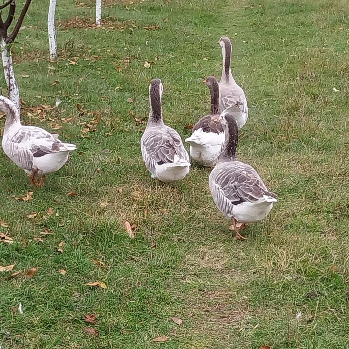Gâște tinere de anul acesta