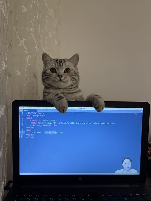 Кот на вязку.