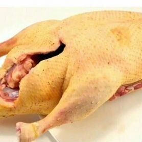 Гуси домашние. Мясо гуся