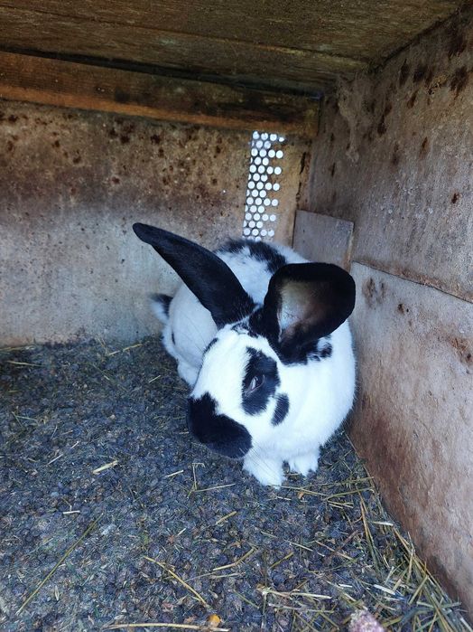 Mascul Fluture German