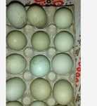 Vand oua fara colesterol gaini araucana