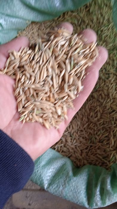 Овёс отходы отруби