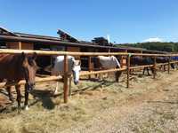 Pensiune cai Bucuresti Club Echitatie Hobby Land Ranch 400 Eur