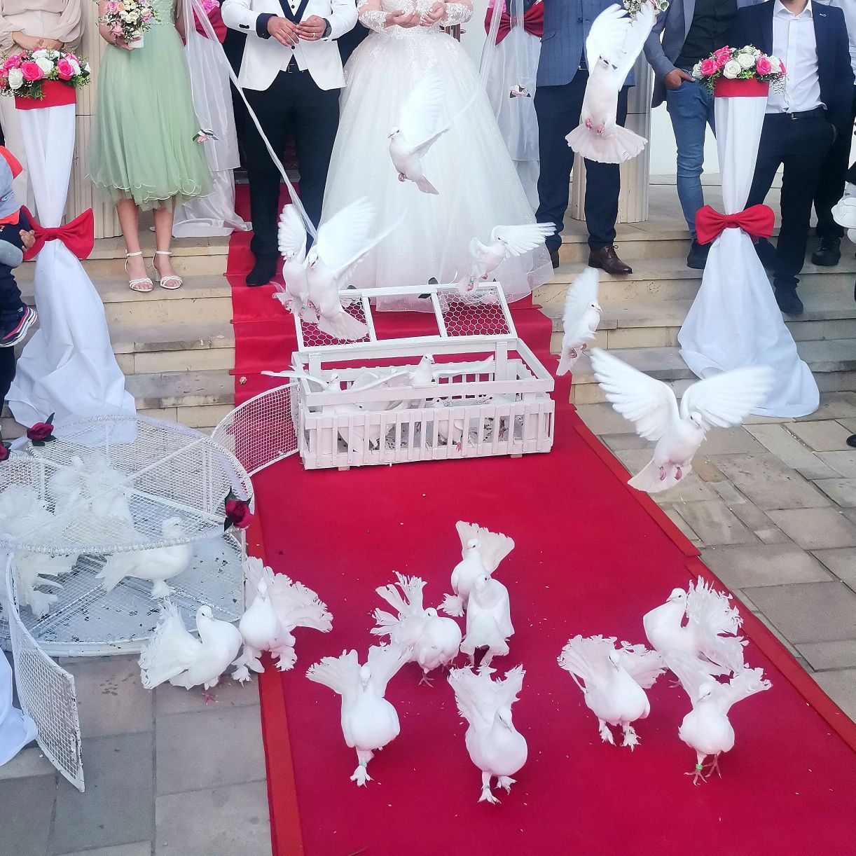 Porumbei albi pentru nunti