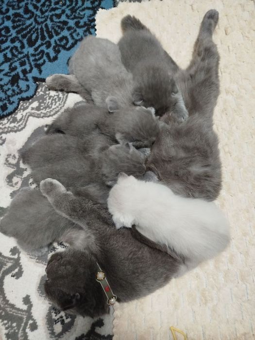 Продаются котята.