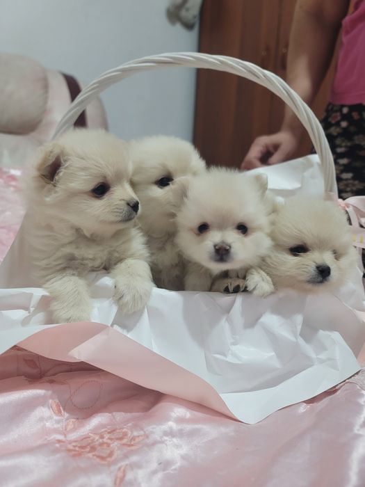 Щенятки немецкого щпица