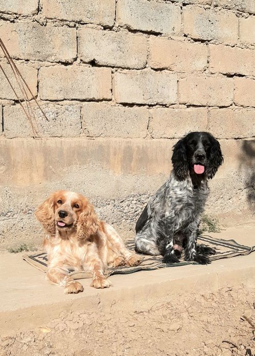 Рус кокер спаниель овчи ит болалари сотилади .