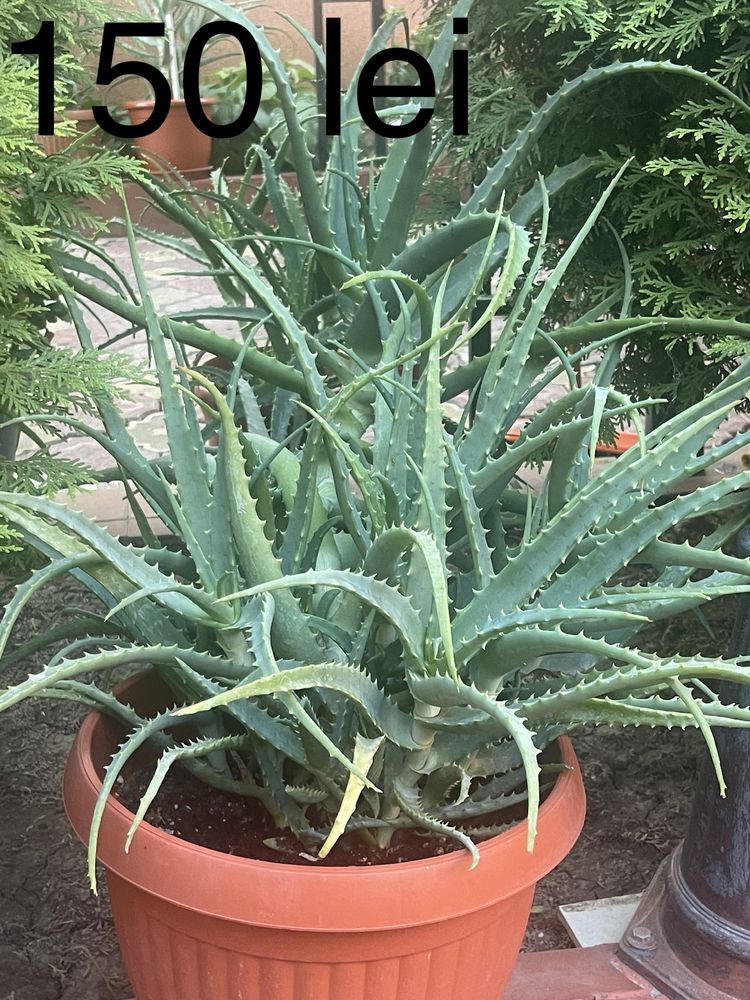 Aloe Vera la ghiveci