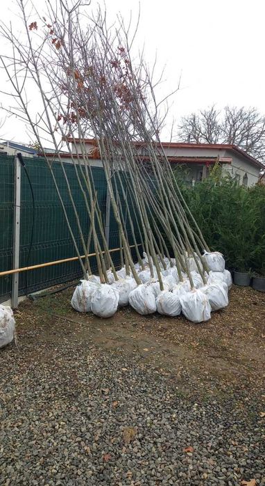 Plante foioase de calitate superioară mesteacăn și tei