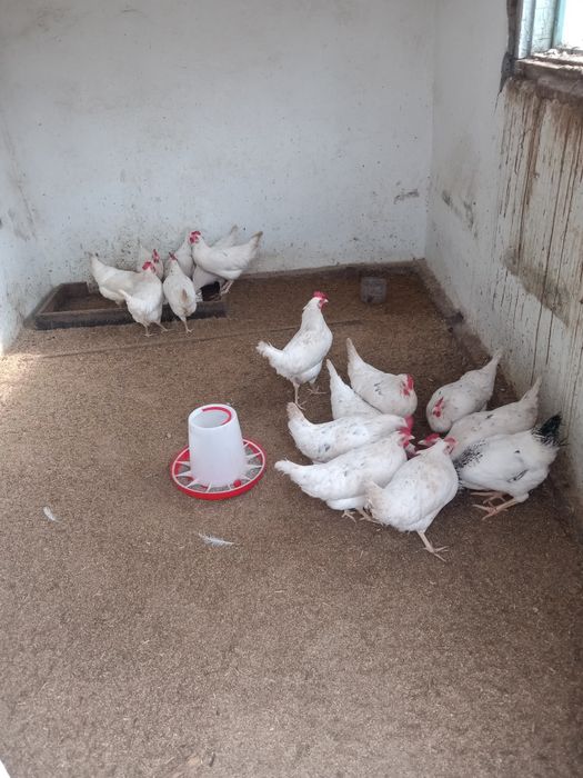 Куры адлерские несушки