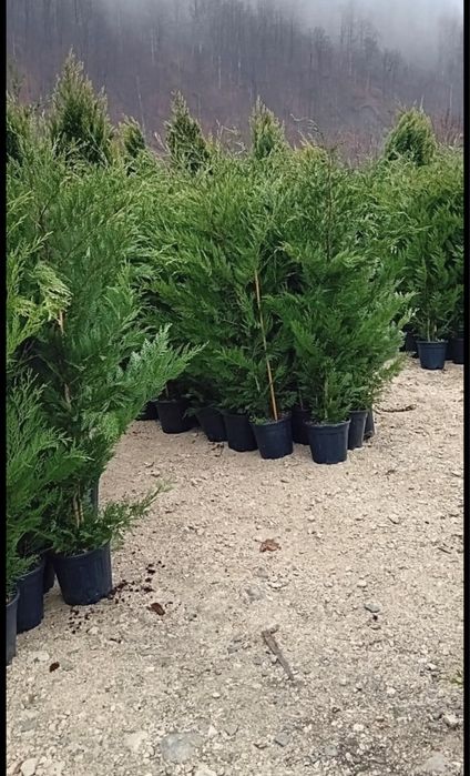 Leylandii chiparos ideal pentru gard vii