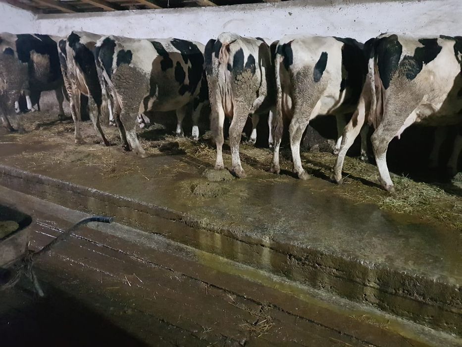 Vând 50vacii rasa Hollstein