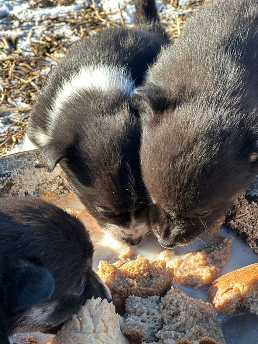 Щенята от мален собачки...1.5 мес
