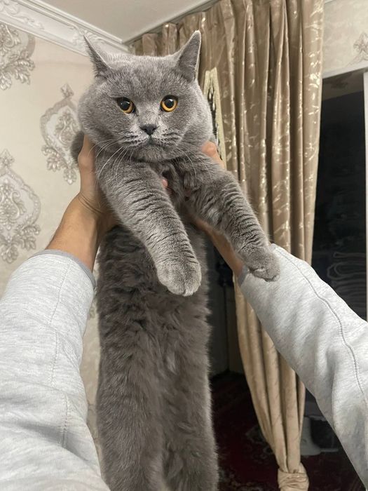 Mushuk yoshi 1 yarim Skotish fold