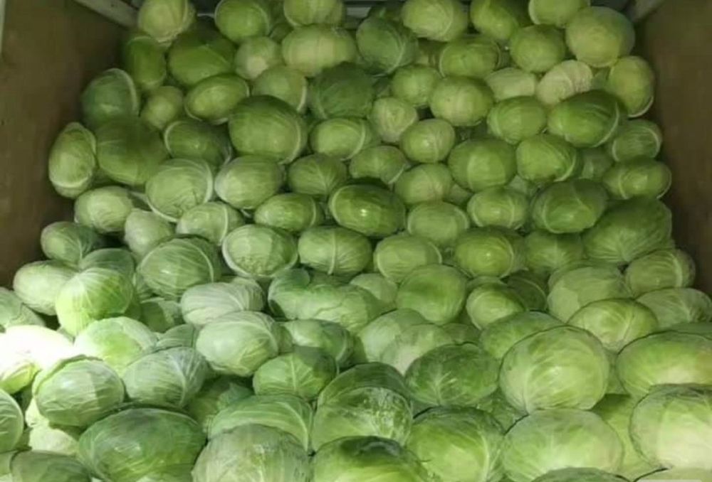 Vând varza,frunză subtire