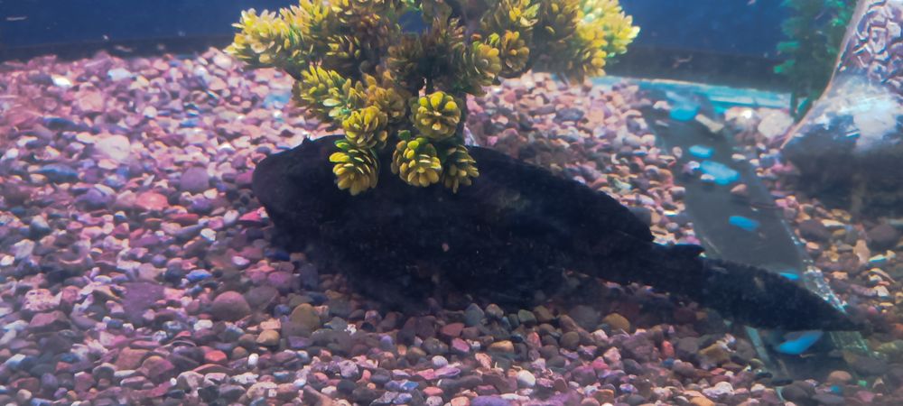 Баликлари сотилади