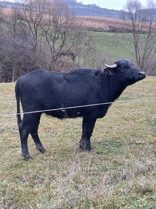 Vând junica de bivol