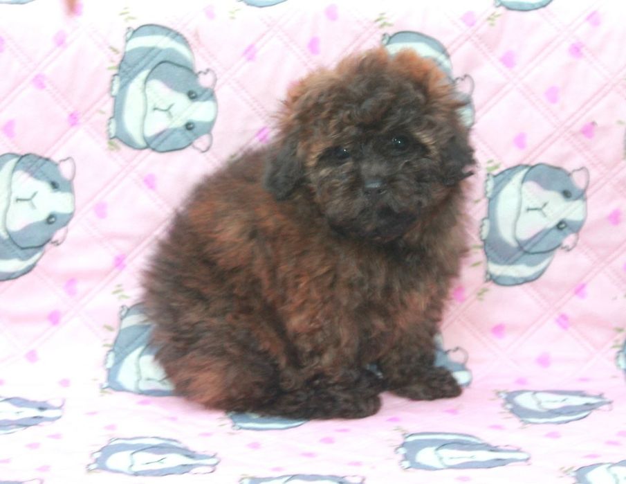 Щенок мальтипу F1, мальчик, темный шоколад