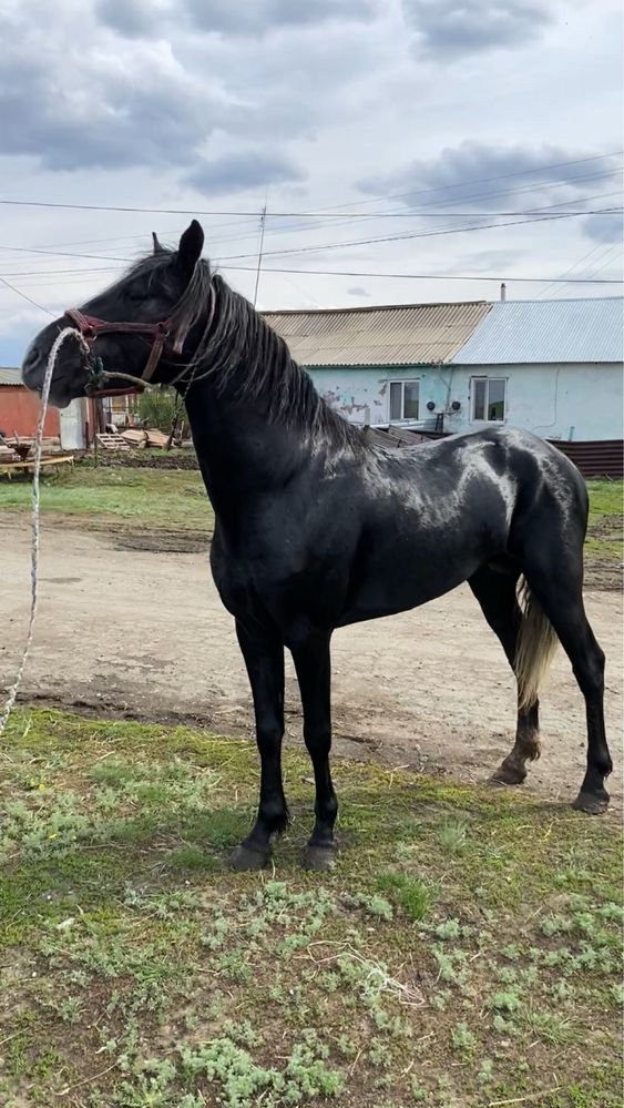 Айғыр,жеребец ,көкпар,бәйге